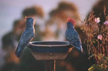 Lyrebird Cottages - Darwin Holiday 2