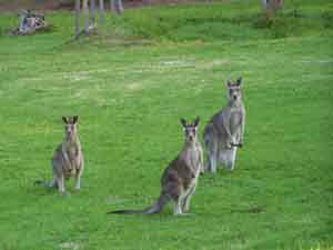 Sunway Farm B And B And Tours - Darwin Holiday 1