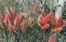 Wartook Gardens - Darwin Holiday 2