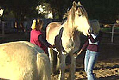 Riverside Host Farm - Darwin Holiday 4