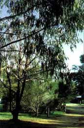 Mallacootas Shady Gully Caravan Park - Darwin Holiday 0