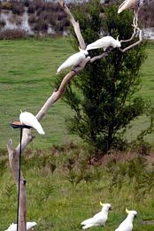 Frog Gully Cottages - Darwin Holiday 4