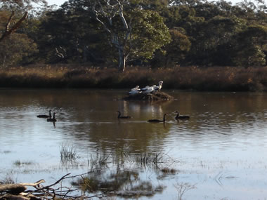 Frog Gully Cottages - Darwin Holiday 5