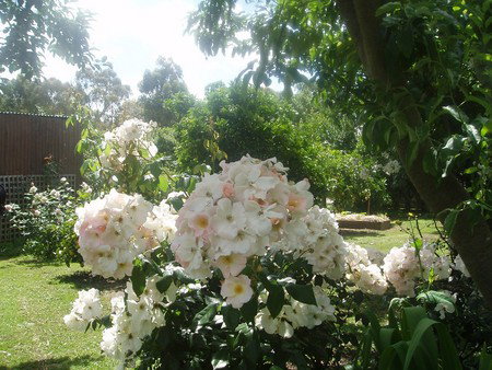 Hudspeth House Bed And Breakfast - Darwin Holiday 3