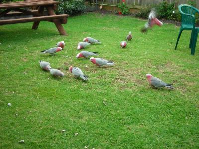 Apollo Bay Backpackers - Darwin Holiday 4