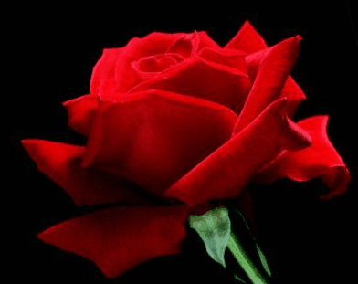 Villa Della Rosa Bed And Breakfast - Darwin Holiday 4