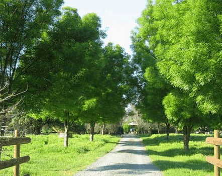Ribbonwood Cottages - Darwin Holiday 2