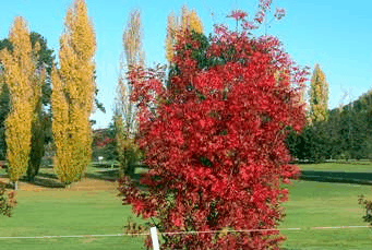 Tenterfield Golf Club Fairways Lodge - Darwin Holiday 2