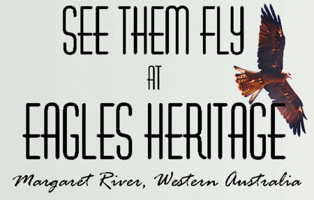 Eagles Heritage Raptor Wildlife Centre - Darwin Holiday