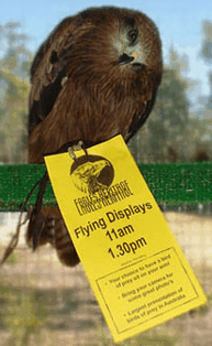 Eagles Heritage Raptor Wildlife Centre - Darwin Holiday 1