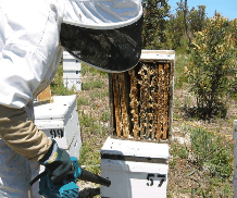 The House Of Honey - Darwin Holiday 0