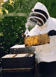 The House Of Honey - Darwin Holiday 3