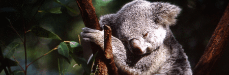 Koala and River Cruise by Mirimar Cruises - Darwin Holiday