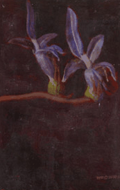 Red Hill Galleries - Darwin Holiday 2
