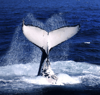 Brisbane Whale Watching - Darwin Holiday