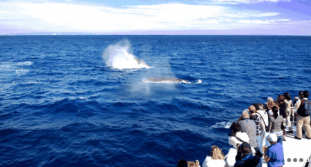Brisbane Whale Watching - Darwin Holiday 1