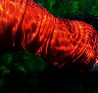 Dark Horse Experiment - Darwin Holiday