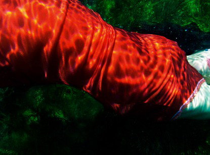 Dark Horse Experiment - Darwin Holiday 0