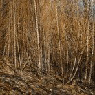 Dark Horse Experiment - Darwin Holiday 1