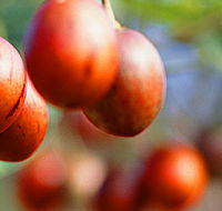 Tropical Fruit World - Darwin Holiday