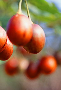 Tropical Fruit World - Darwin Holiday 0