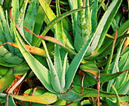 Tropical Fruit World - Darwin Holiday 1