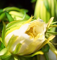 Tropical Fruit World - Darwin Holiday 2