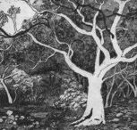 Tacit Contemporary Art - Darwin Holiday