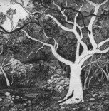 Tacit Contemporary Art - Darwin Holiday 0