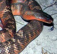 Armadale Reptile  Wildlife Centre - Darwin Holiday