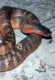 Armadale Reptile & Wildlife Centre - Darwin Holiday 0