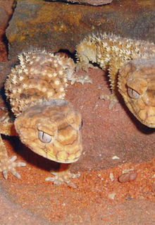 Armadale Reptile & Wildlife Centre - Darwin Holiday 1