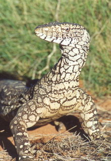 Armadale Reptile & Wildlife Centre - Darwin Holiday 3