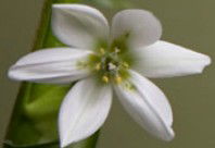 Soul Treat - Darwin Holiday 2