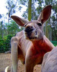 Birdland Animal Park - Darwin Holiday 3