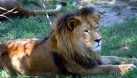 Mogo Zoo - Darwin Holiday 1