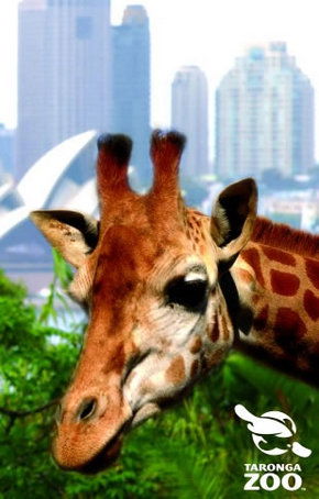 Taronga Zoo - Darwin Holiday 3