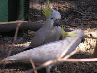Wirrimbirra Sanctuary - Darwin Holiday 1