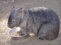 Wirrimbirra Sanctuary - Darwin Holiday 2