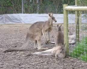 Jirrahlinga Koala & Wildlife Sanctuary - Darwin Holiday 0