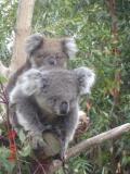 Jirrahlinga Koala & Wildlife Sanctuary - Darwin Holiday 1