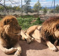 Mansfield Zoo - Darwin Holiday