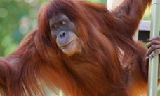 Melbourne Zoo - Darwin Holiday 1