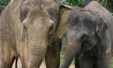 Melbourne Zoo - Darwin Holiday 3