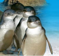 Phillip Island Penguin Parade - Darwin Holiday