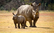Werribee Open Range Zoo - Darwin Holiday 3
