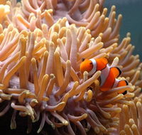 Reef HQ Great Barrier Reef Aquarium - Darwin Holiday