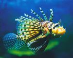 Underwater World - Darwin Holiday 0
