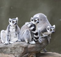 Adelaide Zoo - Darwin Holiday