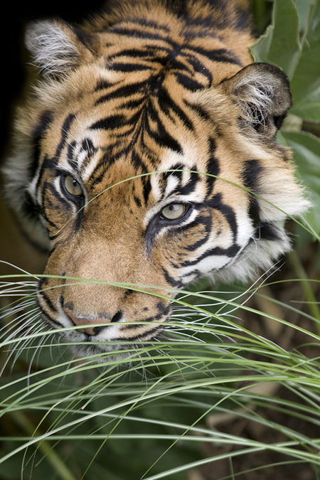 Adelaide Zoo - Darwin Holiday 1